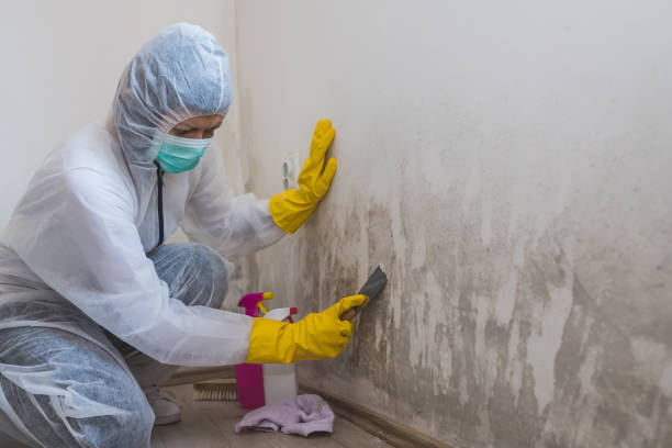 Best Basement Mold Remediation in Lauderhill, FL