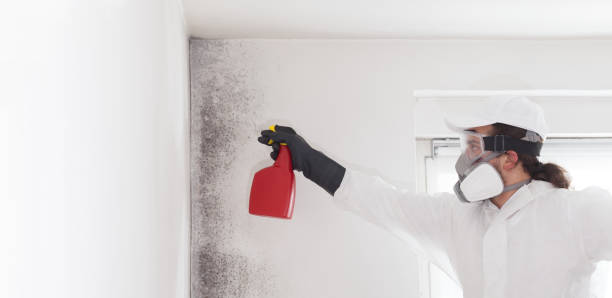 Best Mold Testing and Inspection Services in Lauderhill, FL